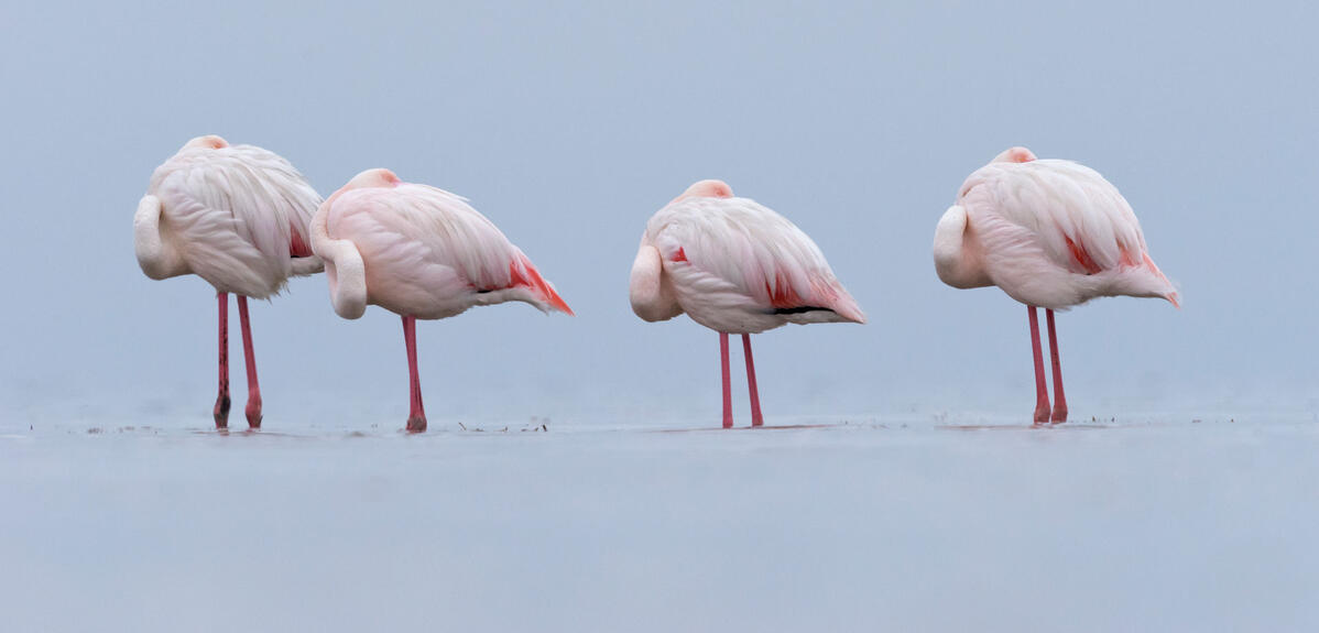 Flamants roses © Yva Momatiuk & John Eastcott / Minden / Naturepl.fr via EB Photo