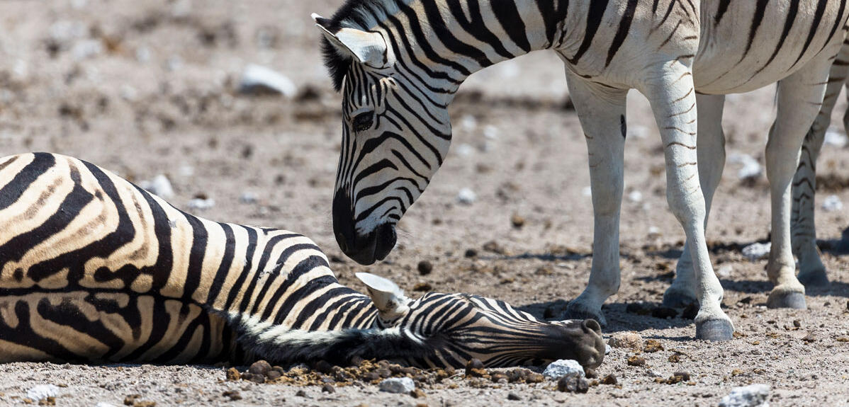 ©Christophe Courteau / Naturepl.fr / EB Photo Un mâle zèbre de Burchell tente de « réveiller » une femelle morte lors de la mise bas, en Namibie