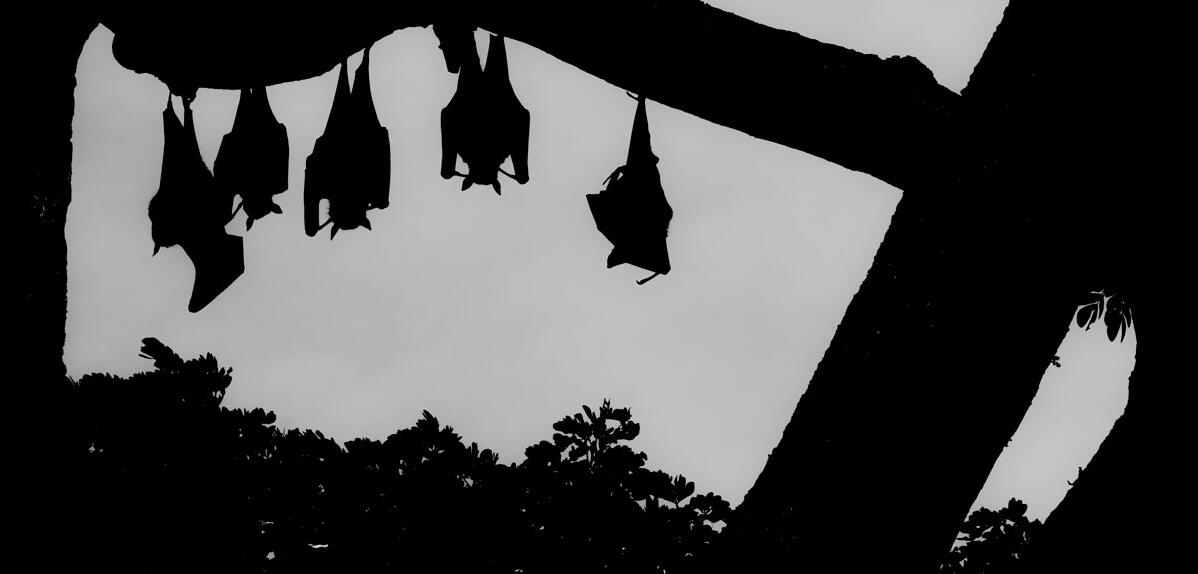 ©Lucas Bustamante / Naturepl.fr / EB Photo Silhouettes en noir et blanc de chauve-souris suspendues sur un arbre