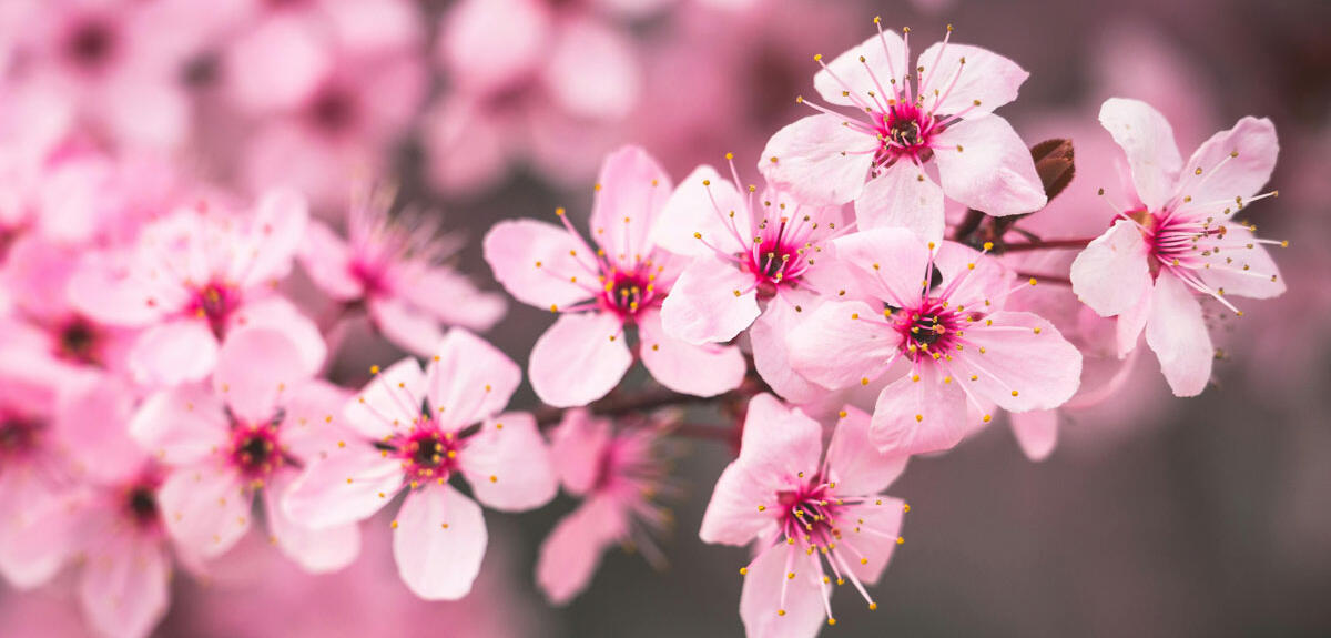 fleurs de cerisier © Brett Sayles / Pexels.com