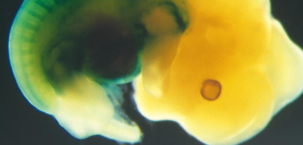 embryon de profil - marquage génétique de couleur bleue