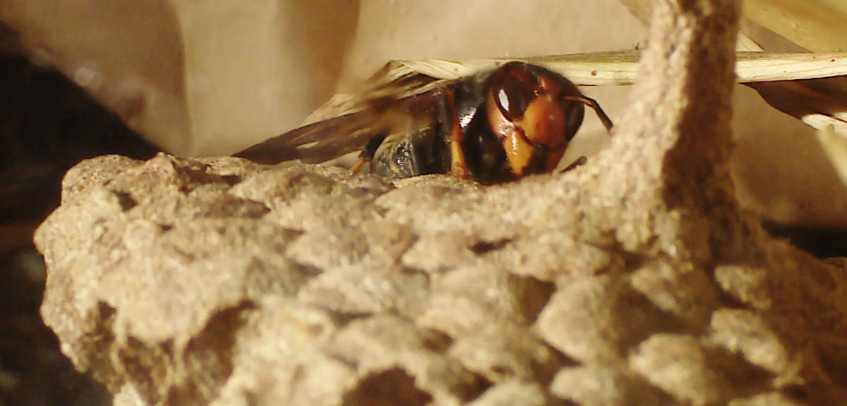 Frelon asiatique sur nid