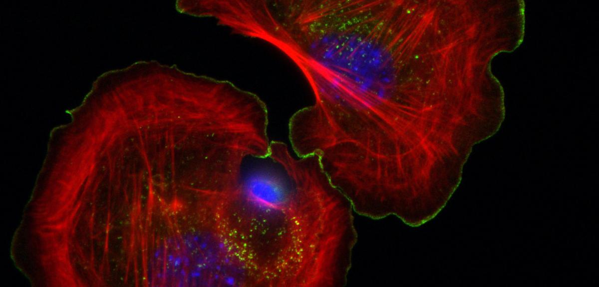 ©R. GORELIK/LEBS/CNRS Cellules d'embryons de souris