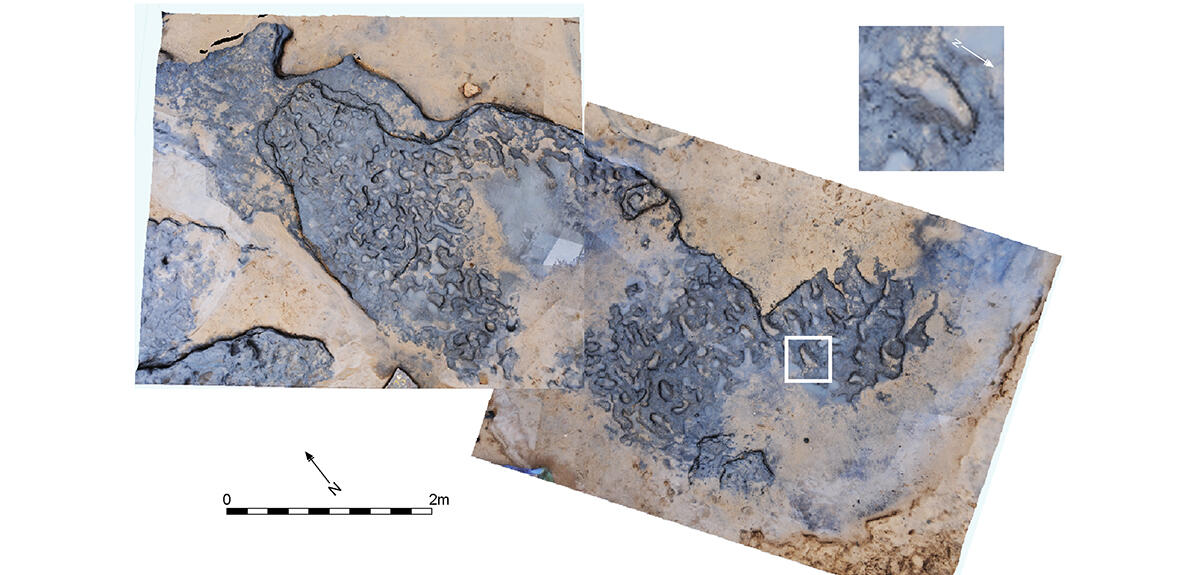 ©Sarah M Duffy / 2014 Ashton et al, Hominin Footprints from Early Pleistocene Deposits at Happisburgh, UK
