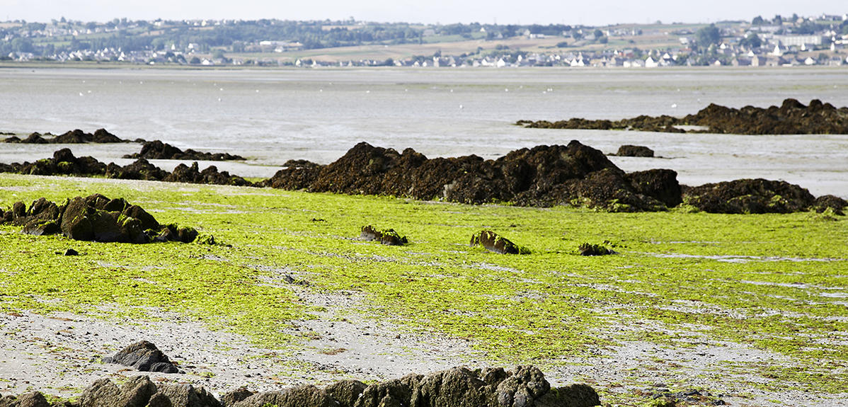 Un autre regard sur les algues vertes