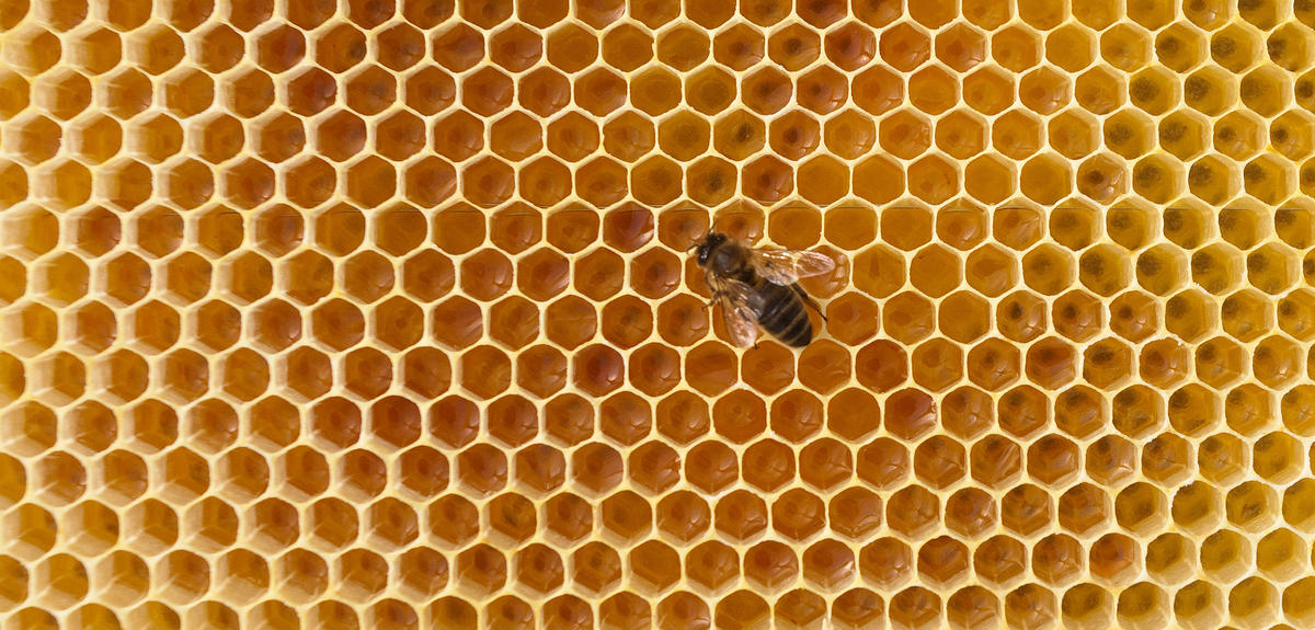 L'abeille noire – Apiculture et monde des abeilles