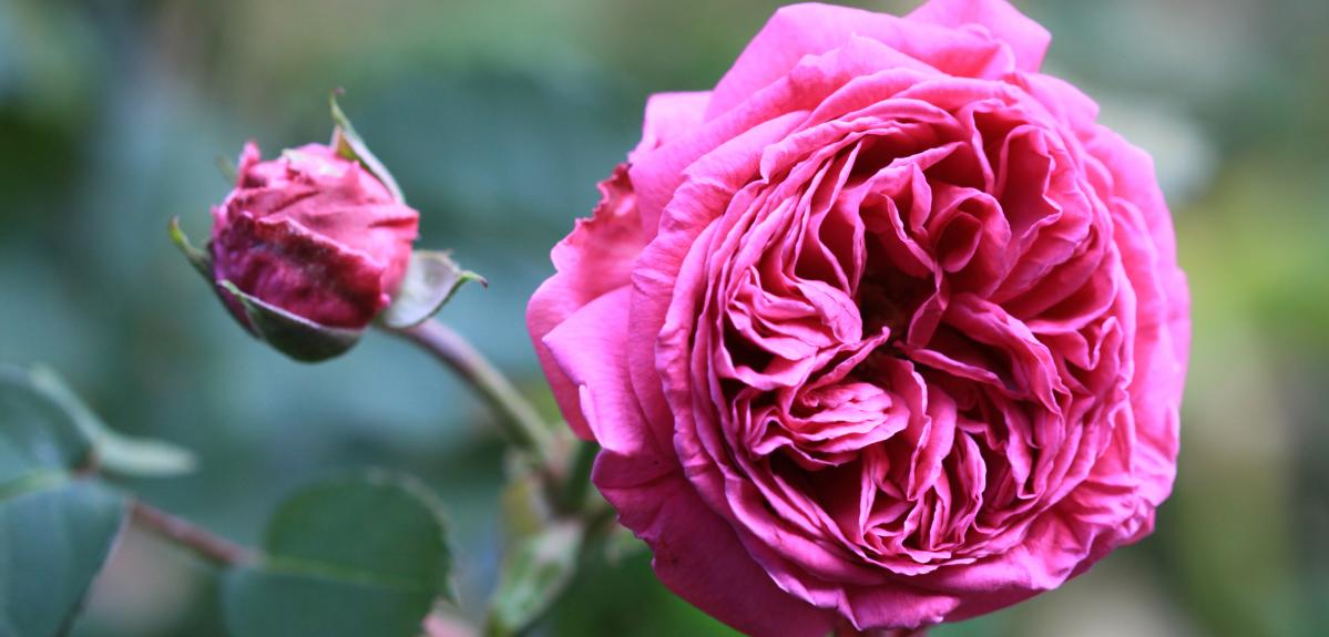 Rosa borboniana