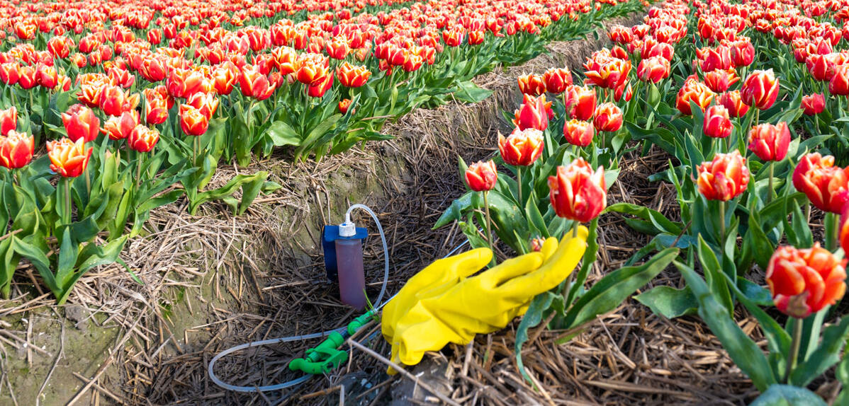 champ de tulipes traité, Pays-Bas © Fokke Baarssen / shutterstock.com