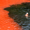 Un nageur arrêté par un bloom d’algues rouges (plage de Covelly, à Sydney, Australie) © William West / AFP