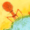 bactériophage © University of Basel / Biozentrum / SPL