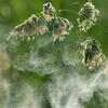Le vent disperse le pollen de ce dactyle aggloméré © Jürgen Kottmann / stock.adobe.com