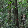 Nouragues © Claude Delhaye / CNRS Images