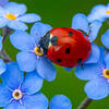 ©Darkdiamond67/ iStockphoto.com Une coccinelle 7 points sur des fleurs de myosotis