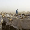 Troupeau de vaches dans la région du Ferlo, au nord du Sénégal