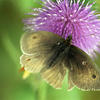 Papillon Myrtil, "Maniola jurtina"