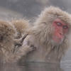 Macaques japonais