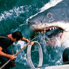 Image du film montrant le requin attaquant le bateau et le héros Martin Brody (Jaws, de S. Spielberg, 1975) © Universal - Zanuck-Brown / Collection ChristopheL