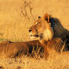 Lion, parc de Hwange, Zimbabwe © Stéphanie Périquet / CNRS Images