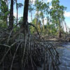 mangrove en Guyane © François Fromard / ECOLAB / CNRS Images