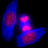 Division cellulaire de cellules HeLa en microscopie de fluorescence (crédit : © Thomas JUNGAS / CBD / CNRS Photothèque)
