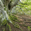 Racines, arbres, Parc Naturel Régional des Volcans d'Auvergne