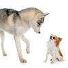 Un husky fait face à un chihuahua © cynoclub / iStock.com by Getty Images