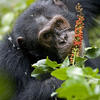  chimpanzé mangeant une plante de la famille des phytolaccacées