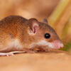 Souris naine d'Afrique © Quentin Martinez