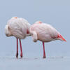 Flamants roses © Yva Momatiuk & John Eastcott / Minden / Naturepl.fr via EB Photo