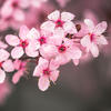 fleurs de cerisier © Brett Sayles / Pexels.com