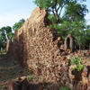 Ruines dans la forêt tropicale