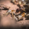 Reine termite entourée par des soldats