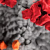 ©CDC / Alissa Eckert, MSMI; Dan Higgins, MAMS virus du Covid © CDC / Alissa Eckert, MSMI; Dan Higgins, MAMS