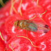 Drosophila suzukii © Tomasz Klejdysz / Shutterstock.com