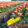 champ de tulipes traité, Pays-Bas © Fokke Baarssen / shutterstock.com