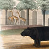  a hippopotamus. Source Wellcome Collection